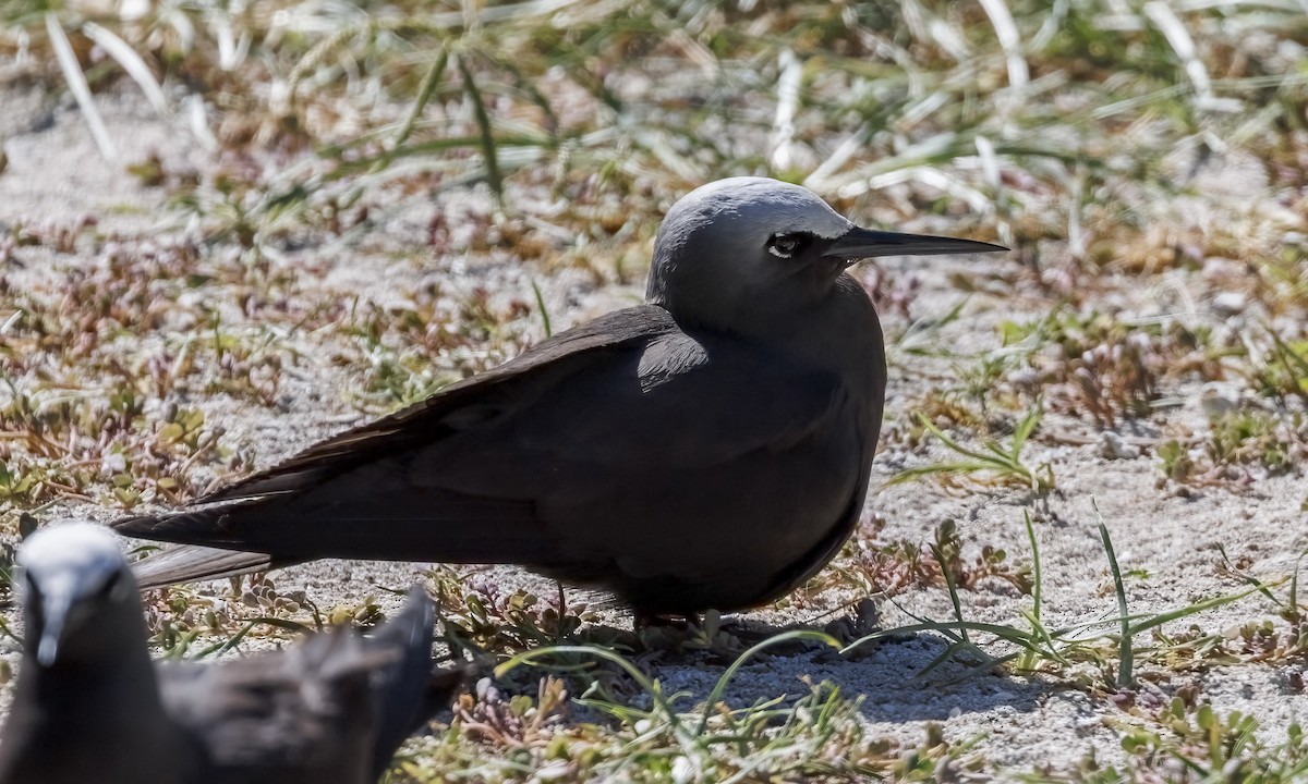 Black Noddy - ML646575510