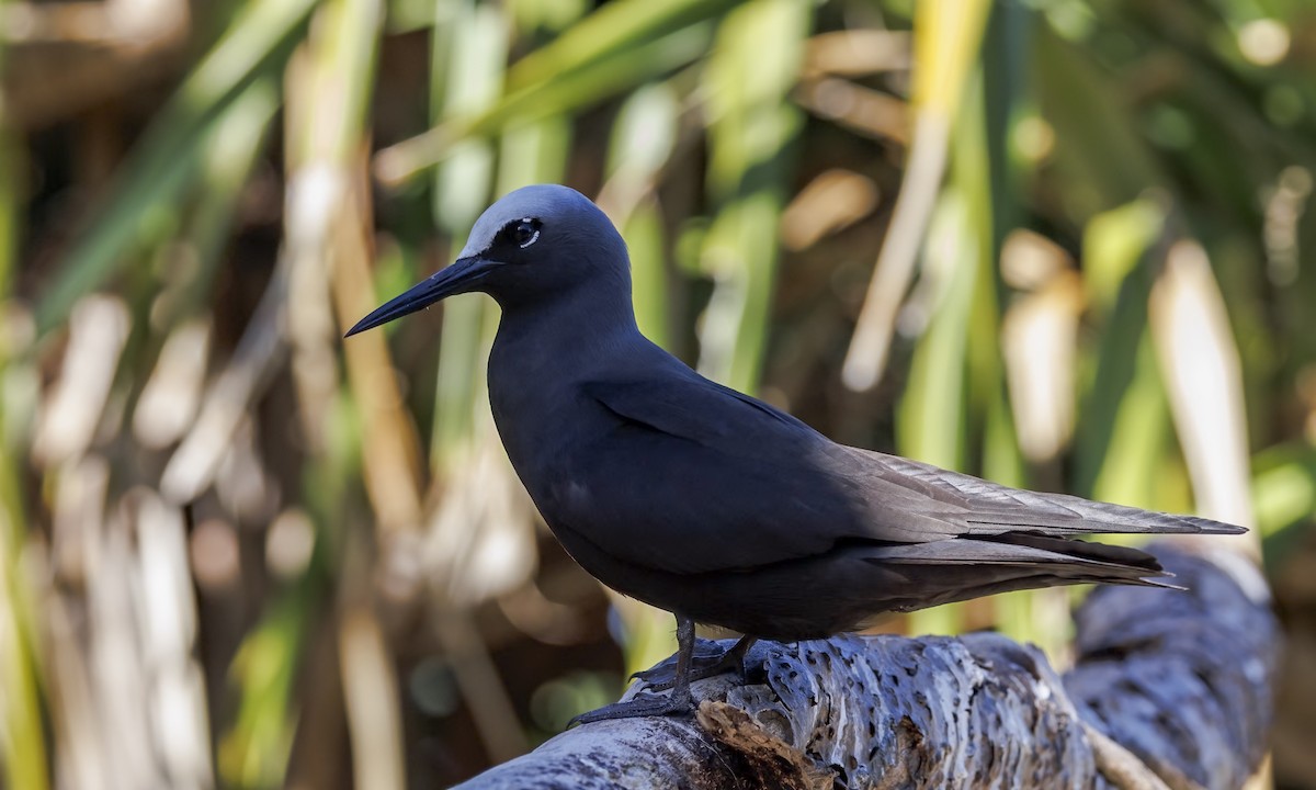 Black Noddy - ML646575514