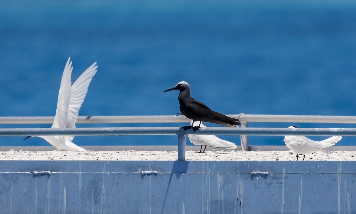 Black Noddy - ML646575515