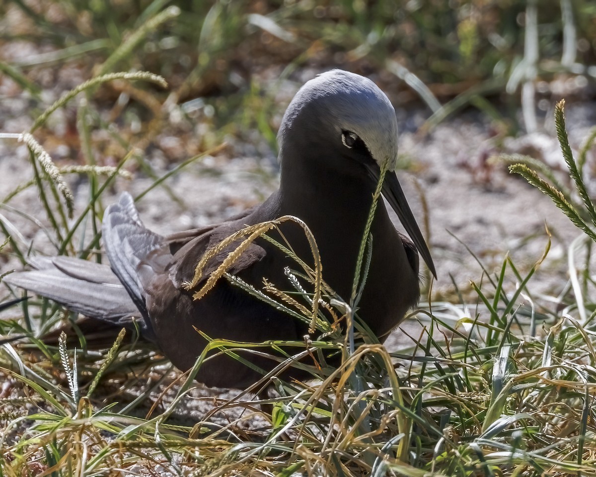 Black Noddy - ML646575516