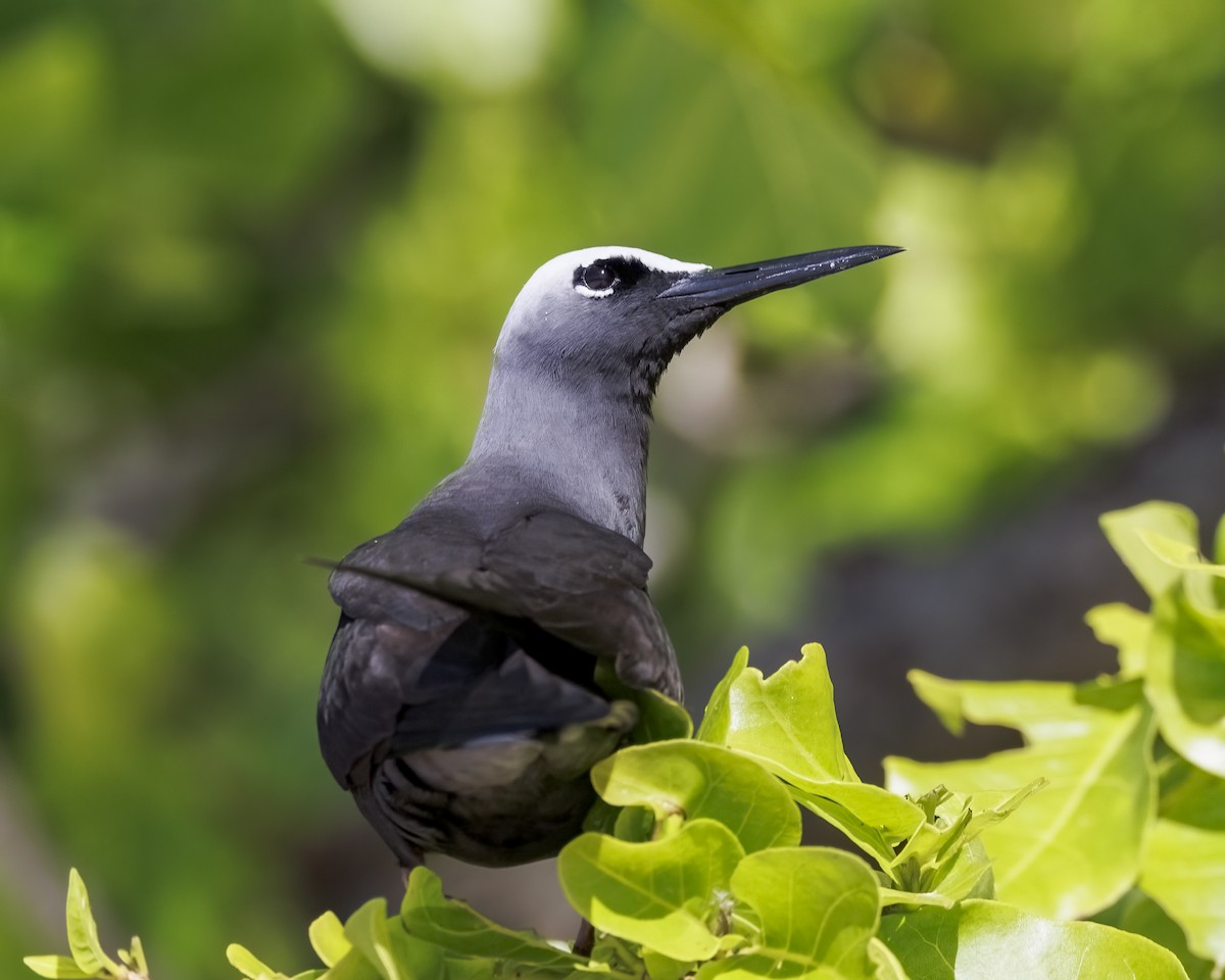 Black Noddy - ML646575517