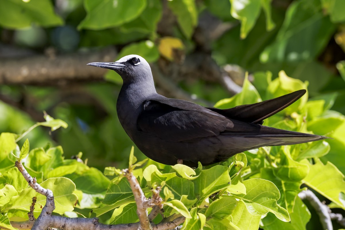 Black Noddy - ML646575518