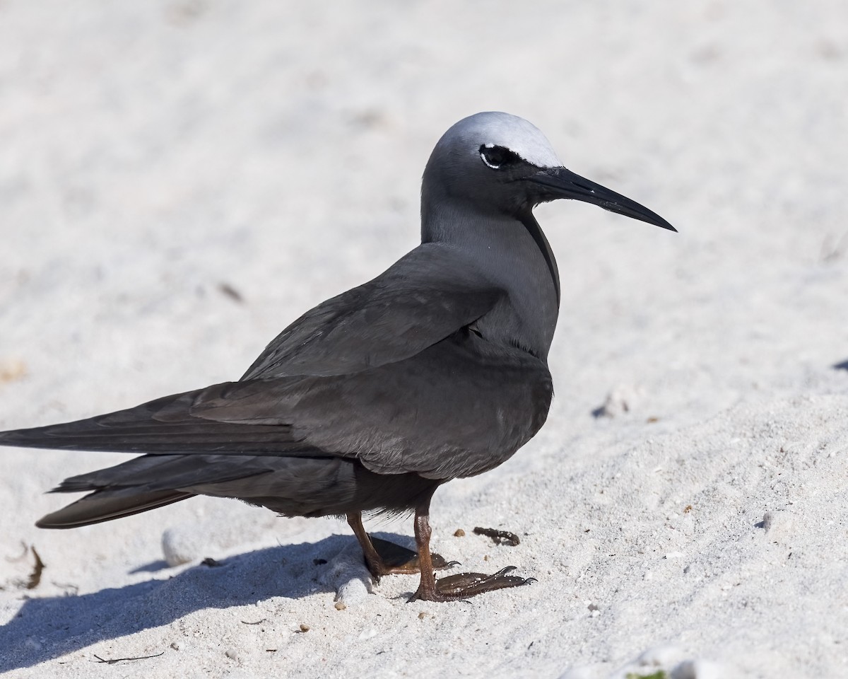 Black Noddy - ML646575519