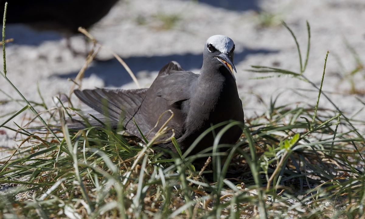 Black Noddy - ML646575524