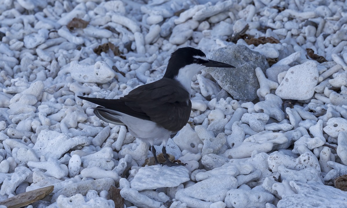 Bridled Tern - ML646575525