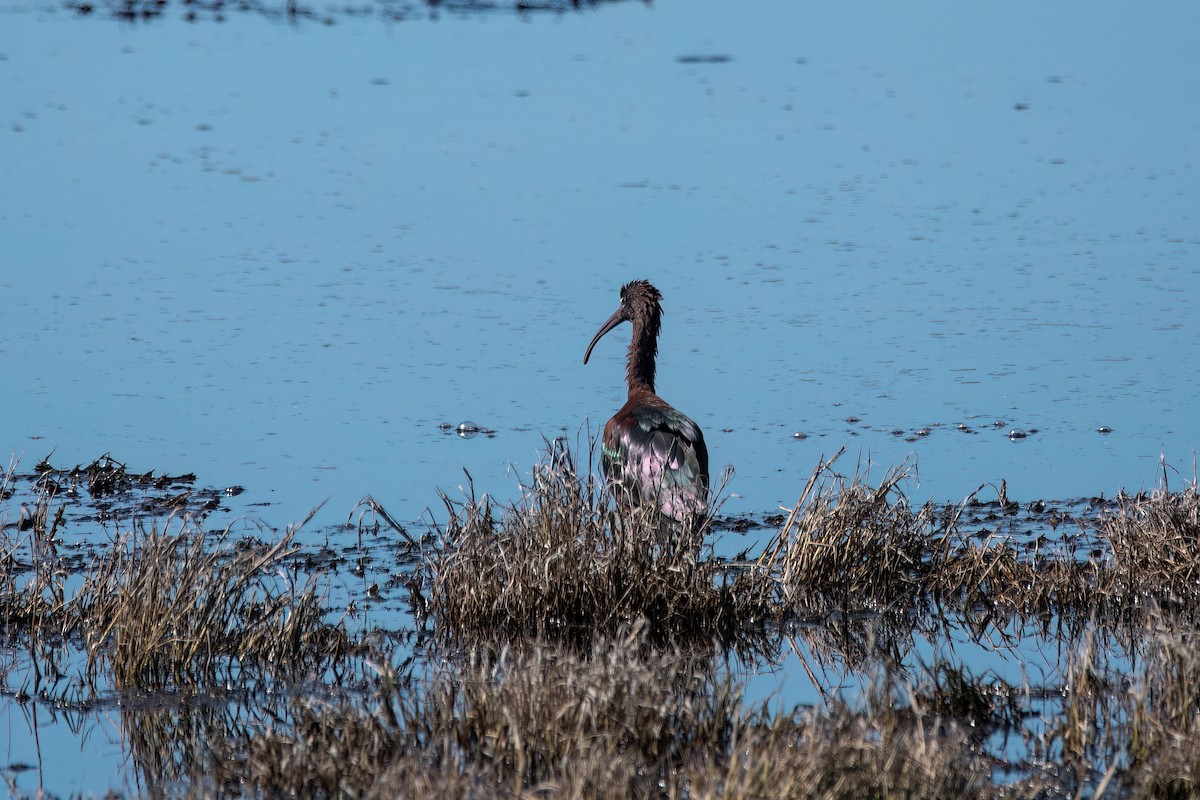 Sichler - ML646575532