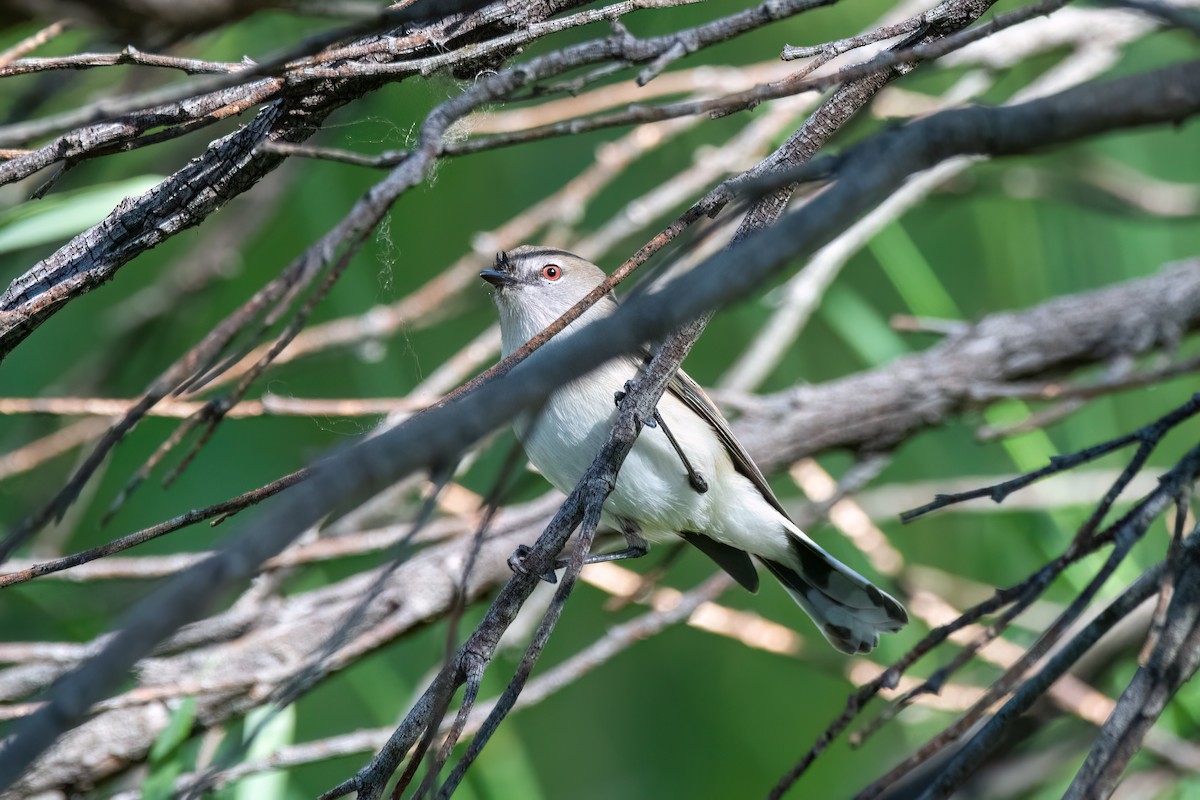 Weißschwanzgerygone - ML646575533