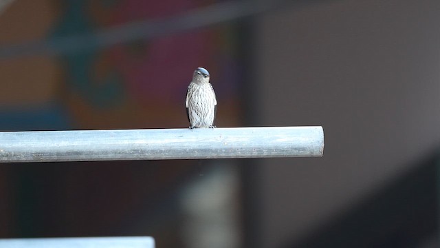 Doğulu Kızıl Kırlangıç [striolata grubu] - ML646575537