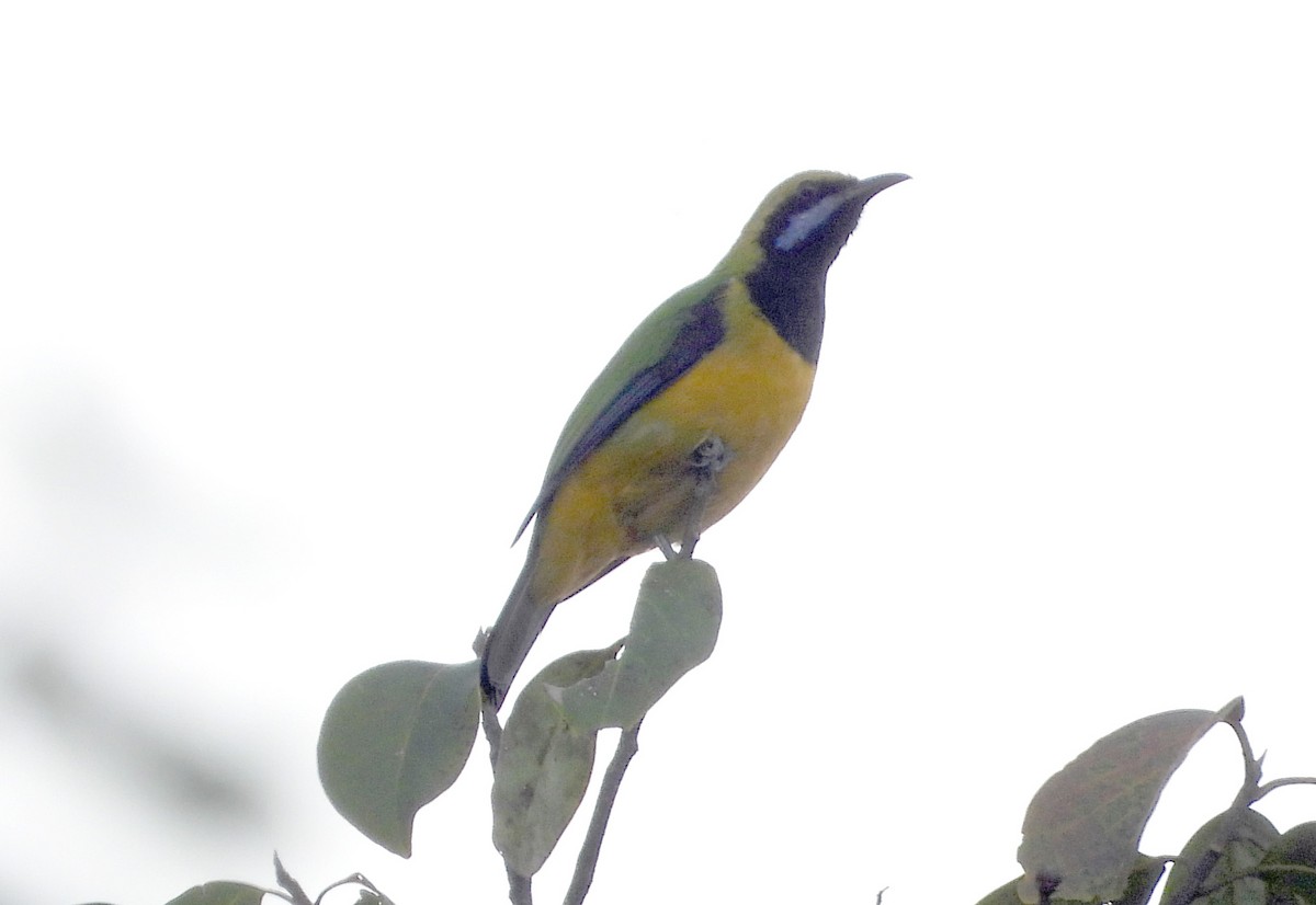 Orange-bellied Leafbird - ML646575545