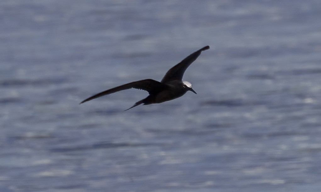 Black Noddy - ML646575548