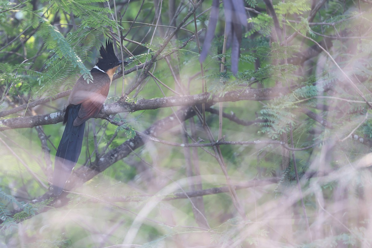 Chestnut-winged Cuckoo - ML646575549