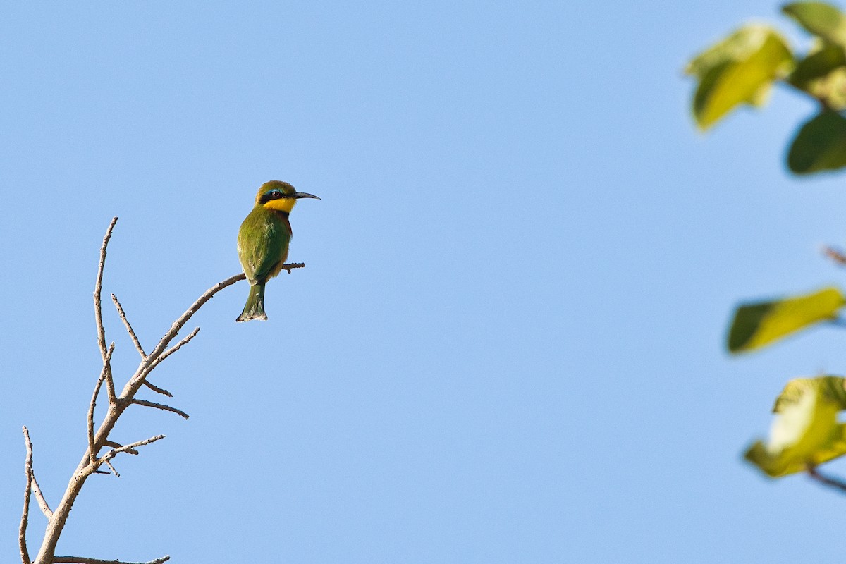 Little Bee-eater - ML646575557