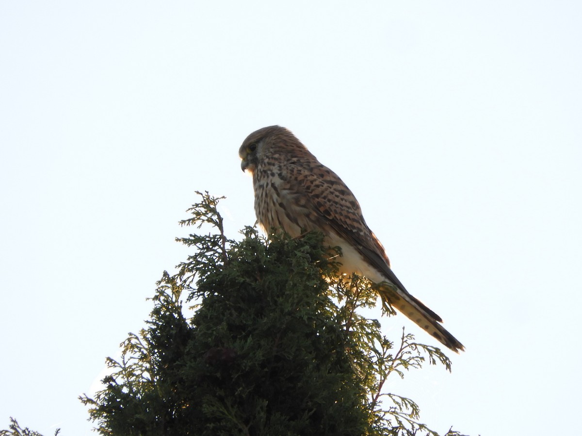 Боривітер звичайний - ML646575558