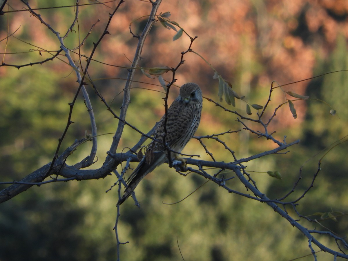 Боривітер звичайний - ML646575559