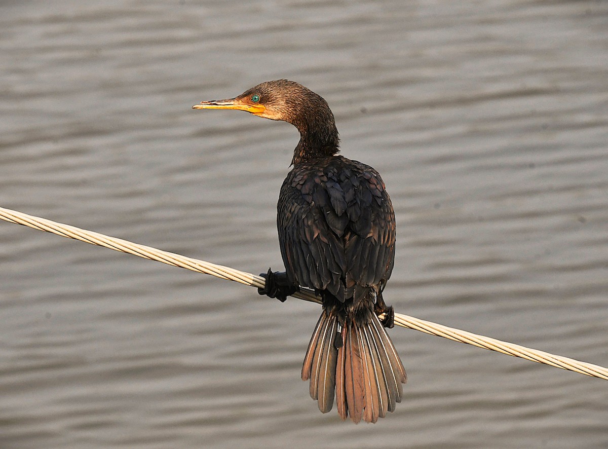 インドヒメウ - ML646575560