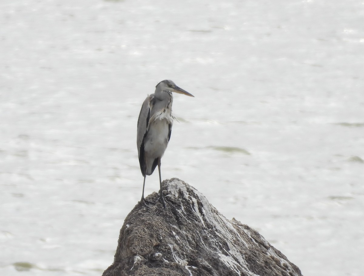 アオサギ - ML646575561