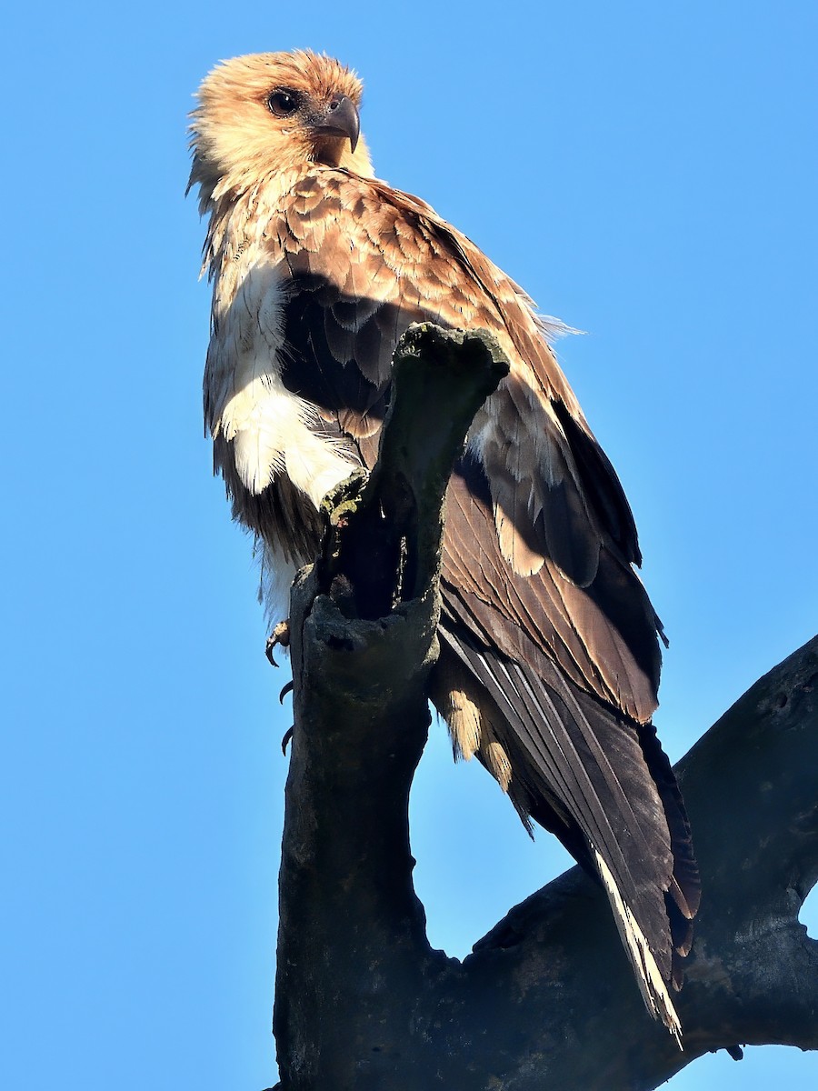 Whistling Kite - ML646575580