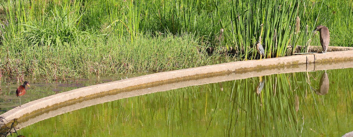 Striated Heron - ML646575581