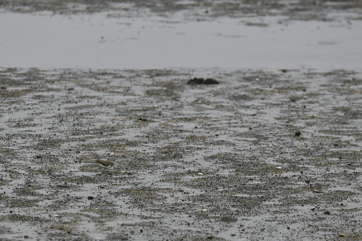 Common Sandpiper - ML646575582