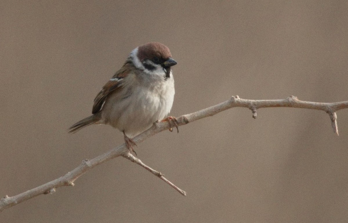 Eurasian Tree Sparrow - ML646575584