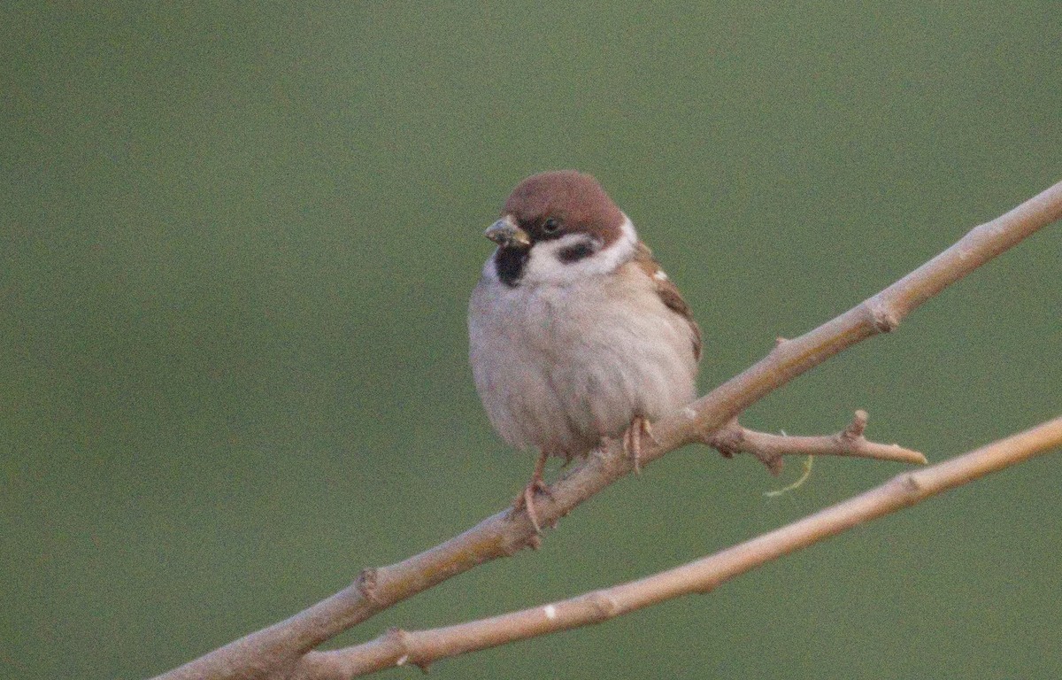 Eurasian Tree Sparrow - ML646575585