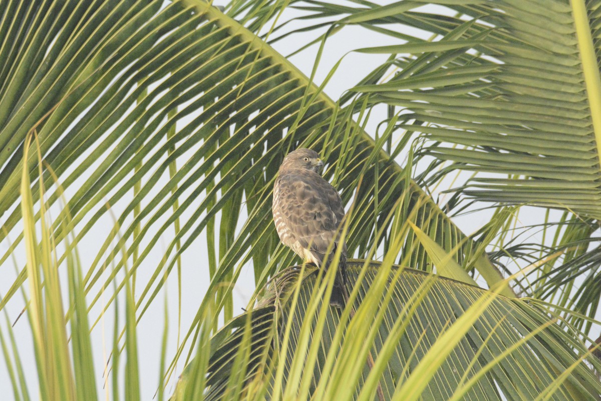 Канюк ширококрилий - ML646575587