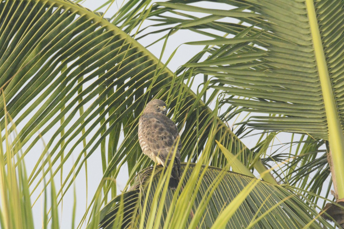 Канюк ширококрилий - ML646575589