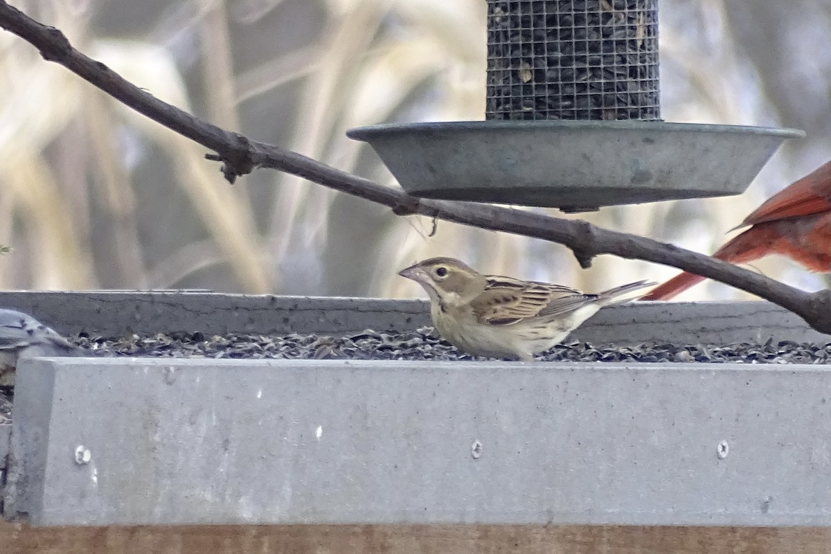 Dickcissel - ML646575592