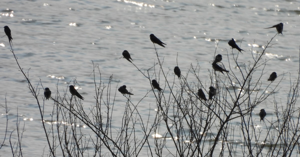 ツバメ - ML646575597