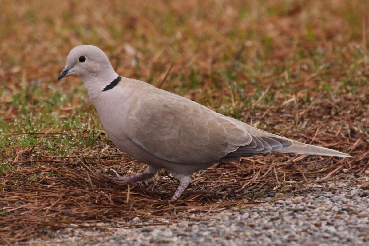 Eurasian Collared-Dove - ML646575603
