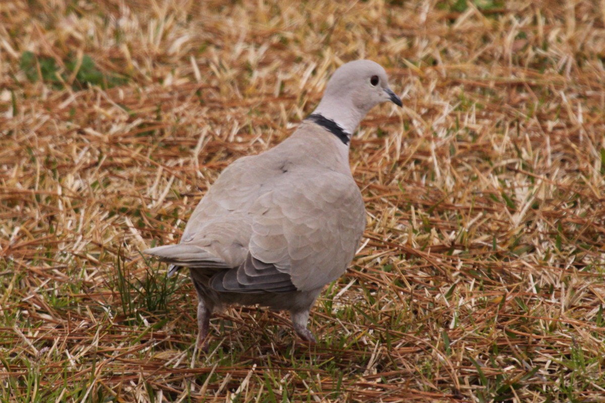 Eurasian Collared-Dove - ML646575604