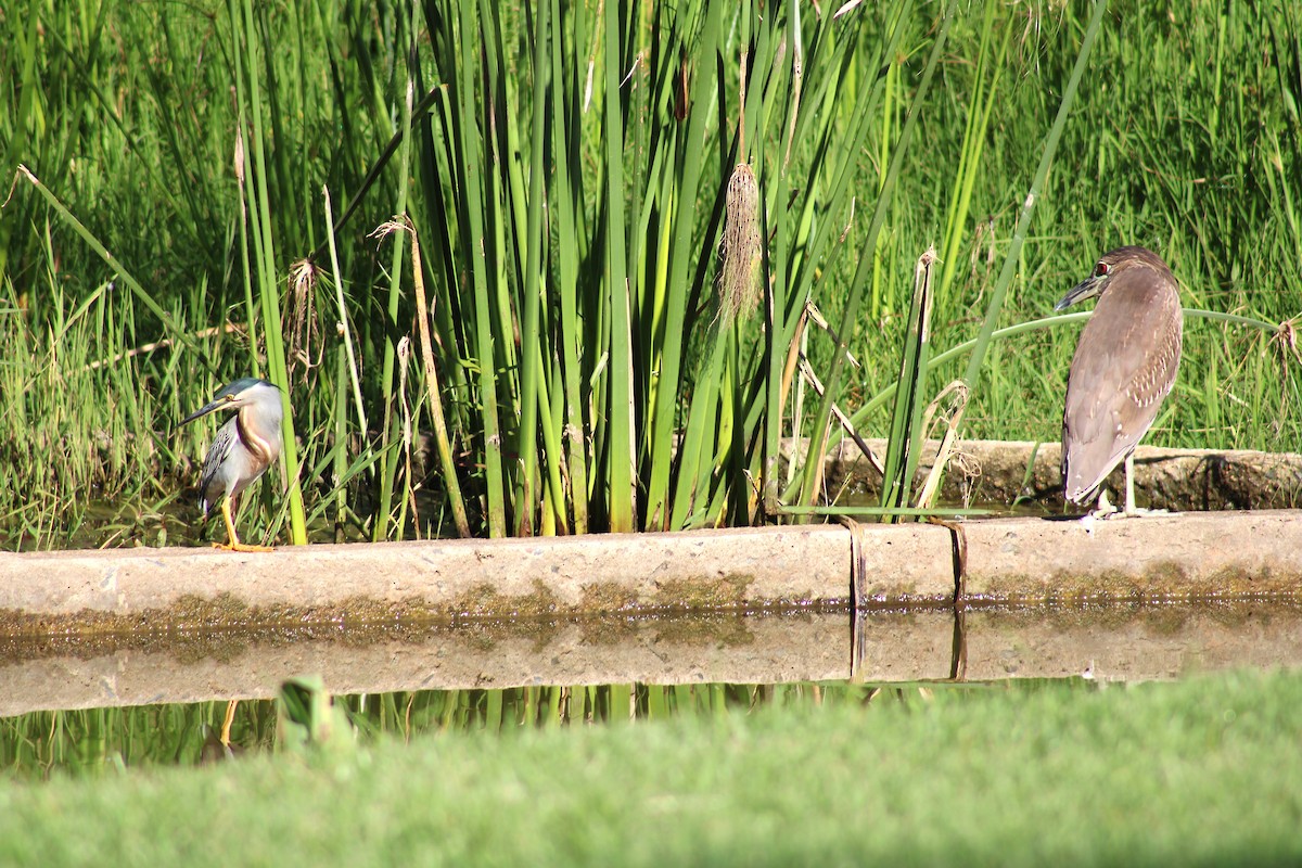Striated Heron - ML646575605