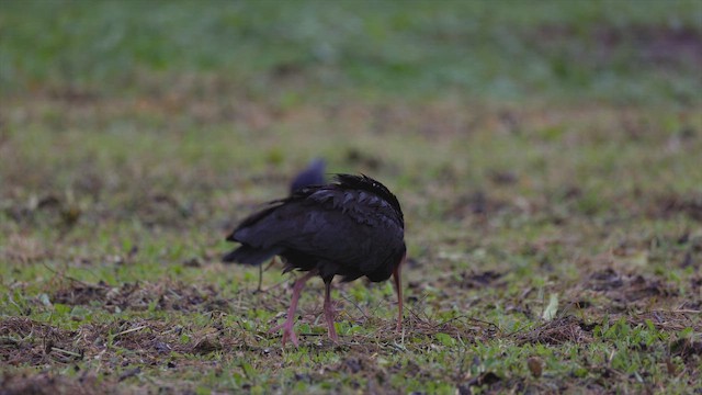 Fısıldayan Aynak - ML646575607