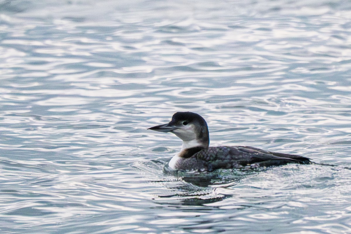 Common Loon - ML646575609