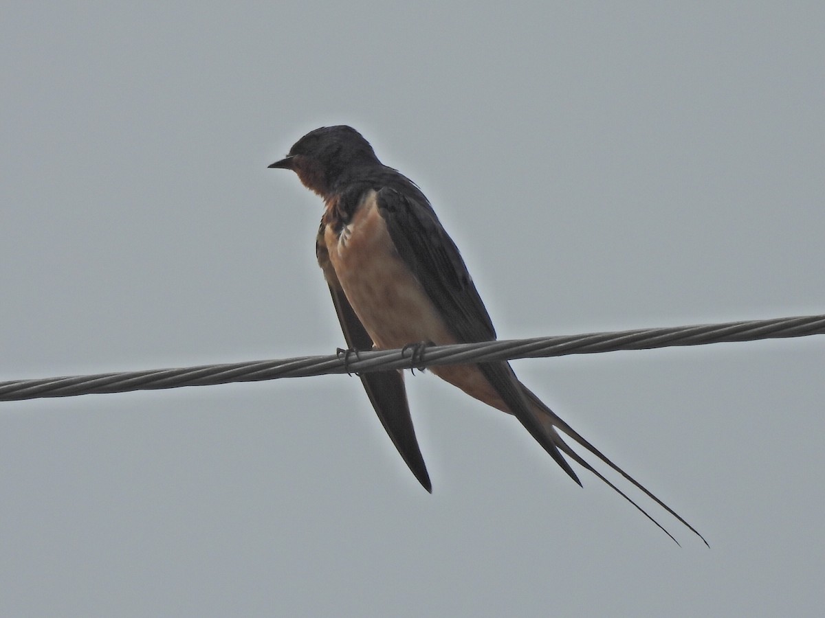 ツバメ - ML646575610