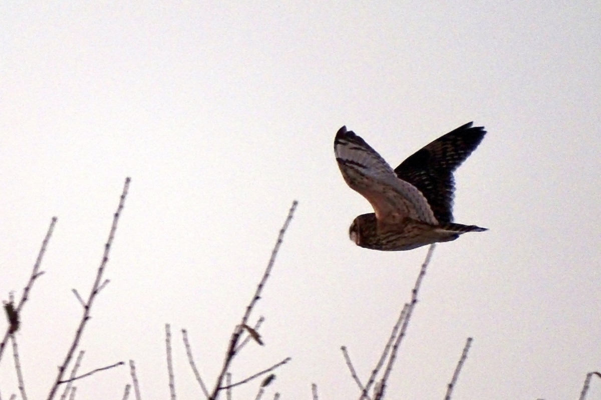 Short-eared Owl - ML646575614