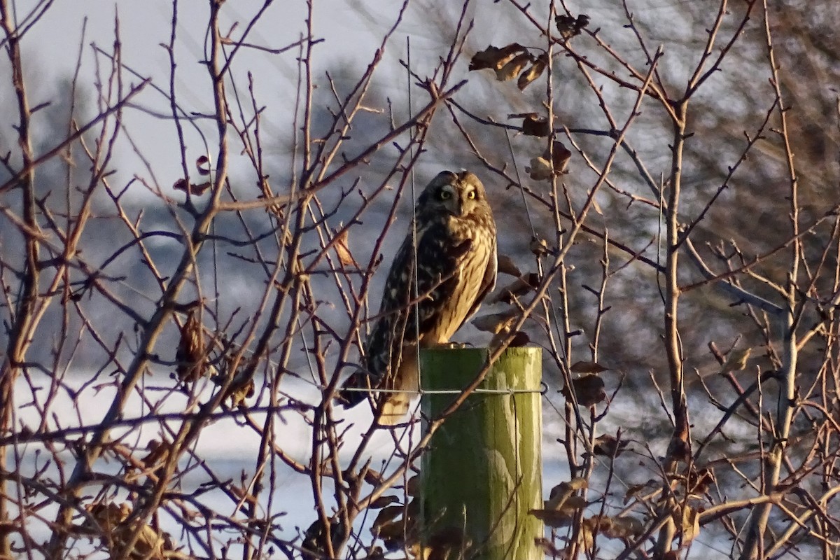 Short-eared Owl - ML646575615