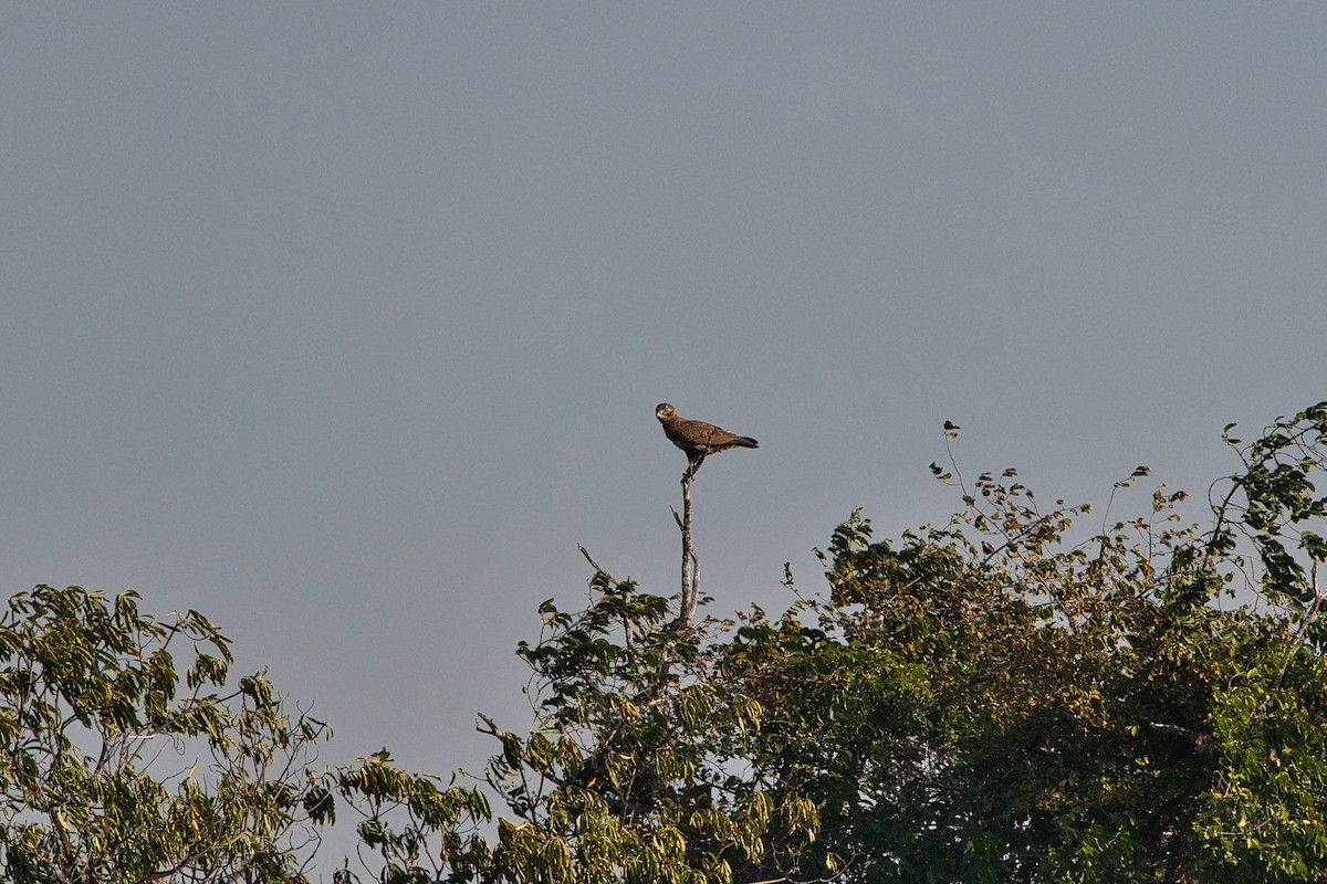 Brown Snake-Eagle - ML646575616