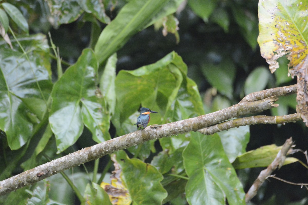 American Pygmy Kingfisher - ML646575620