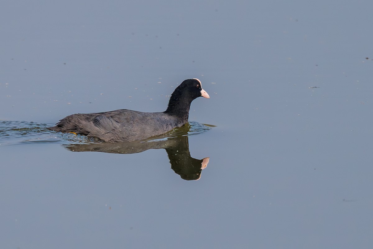 Sakarmeke - ML646575621