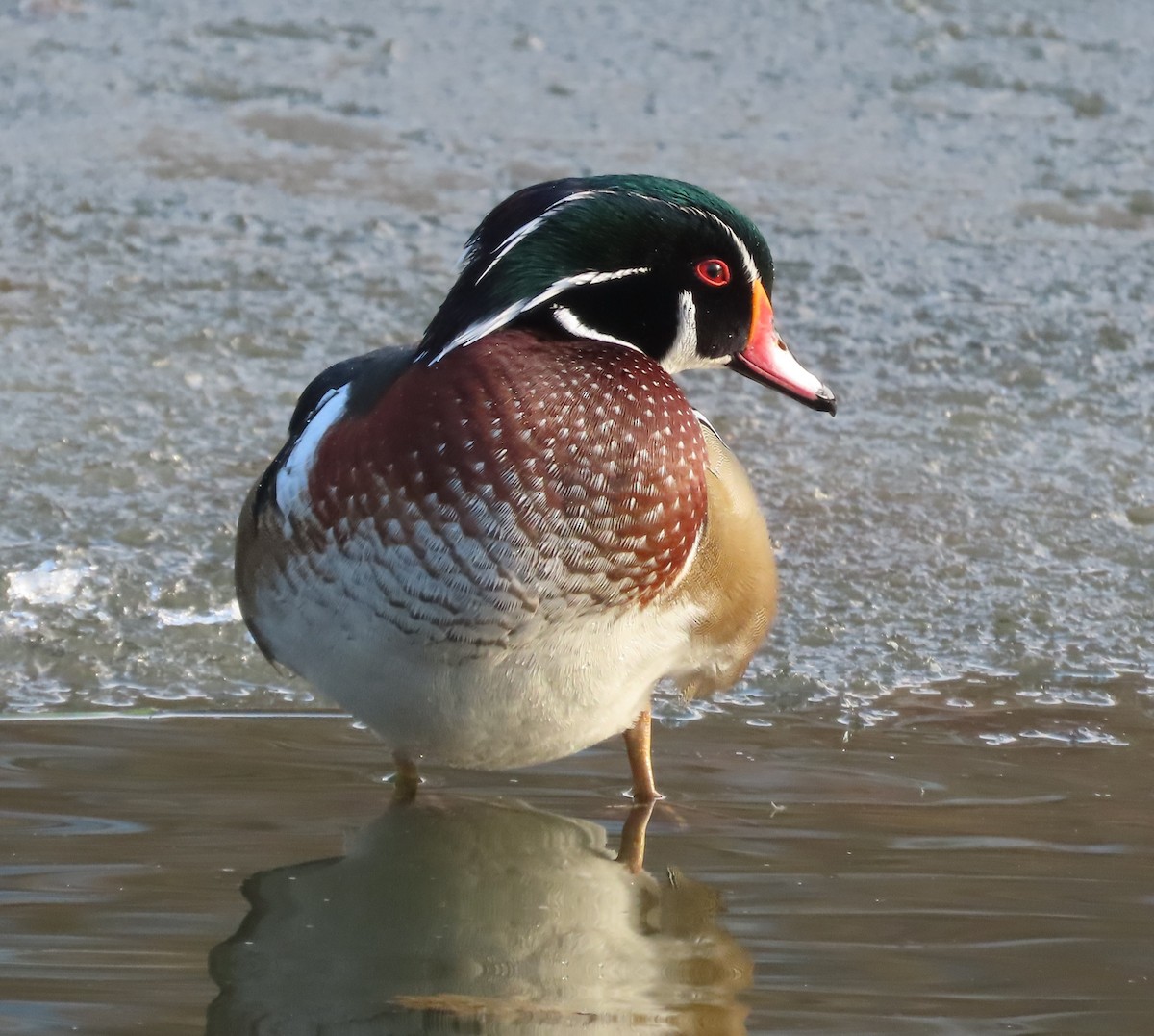 Wood Duck - ML646575623