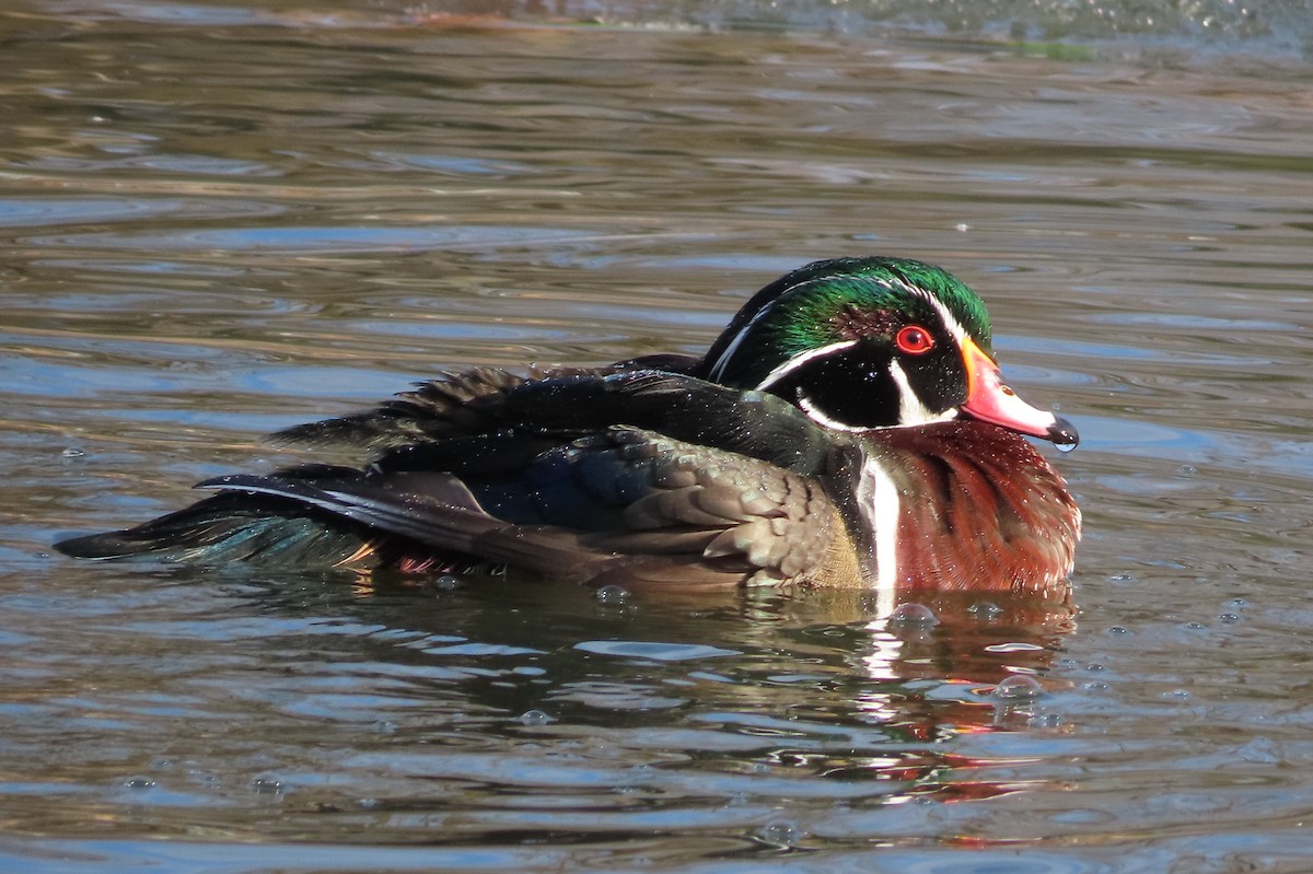 Wood Duck - ML646575624