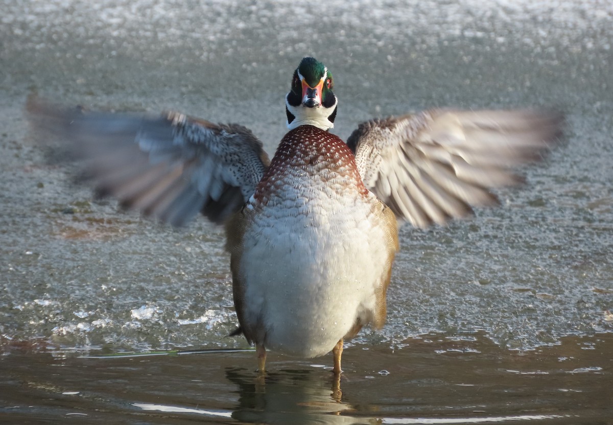 Wood Duck - ML646575625
