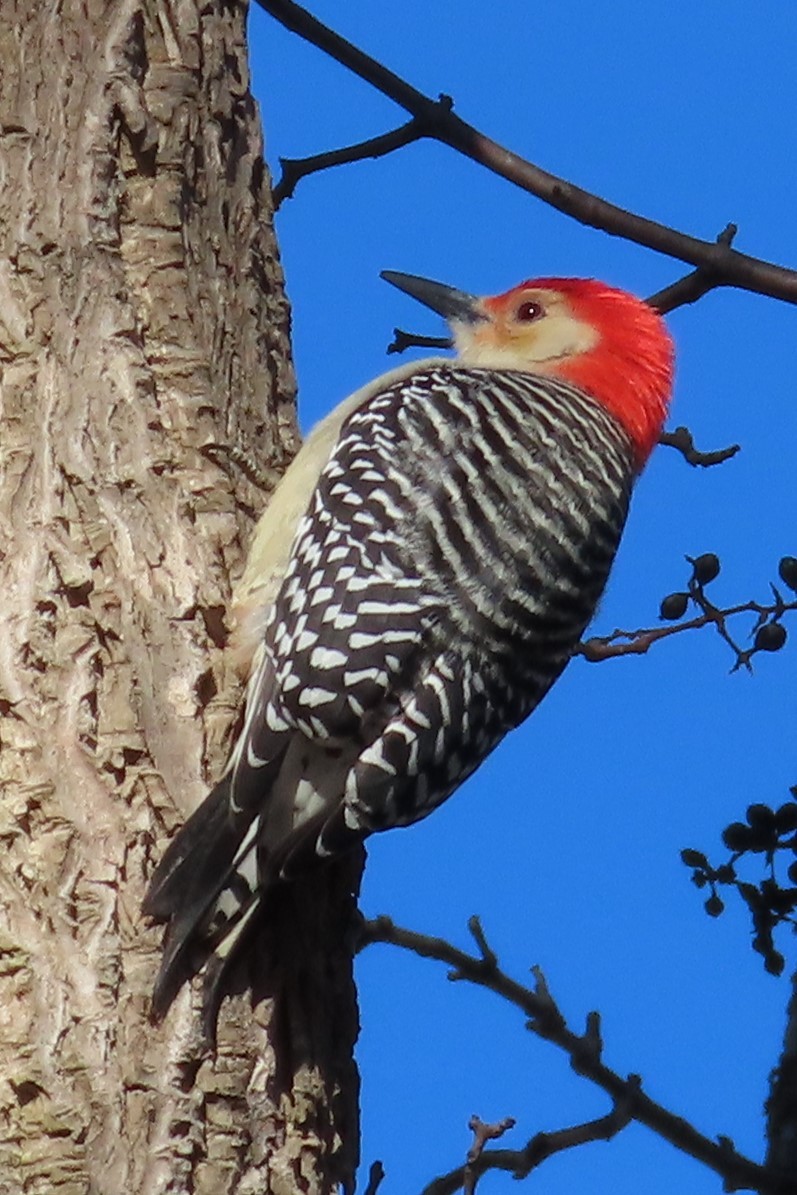 Гіла каролінська - ML646575636