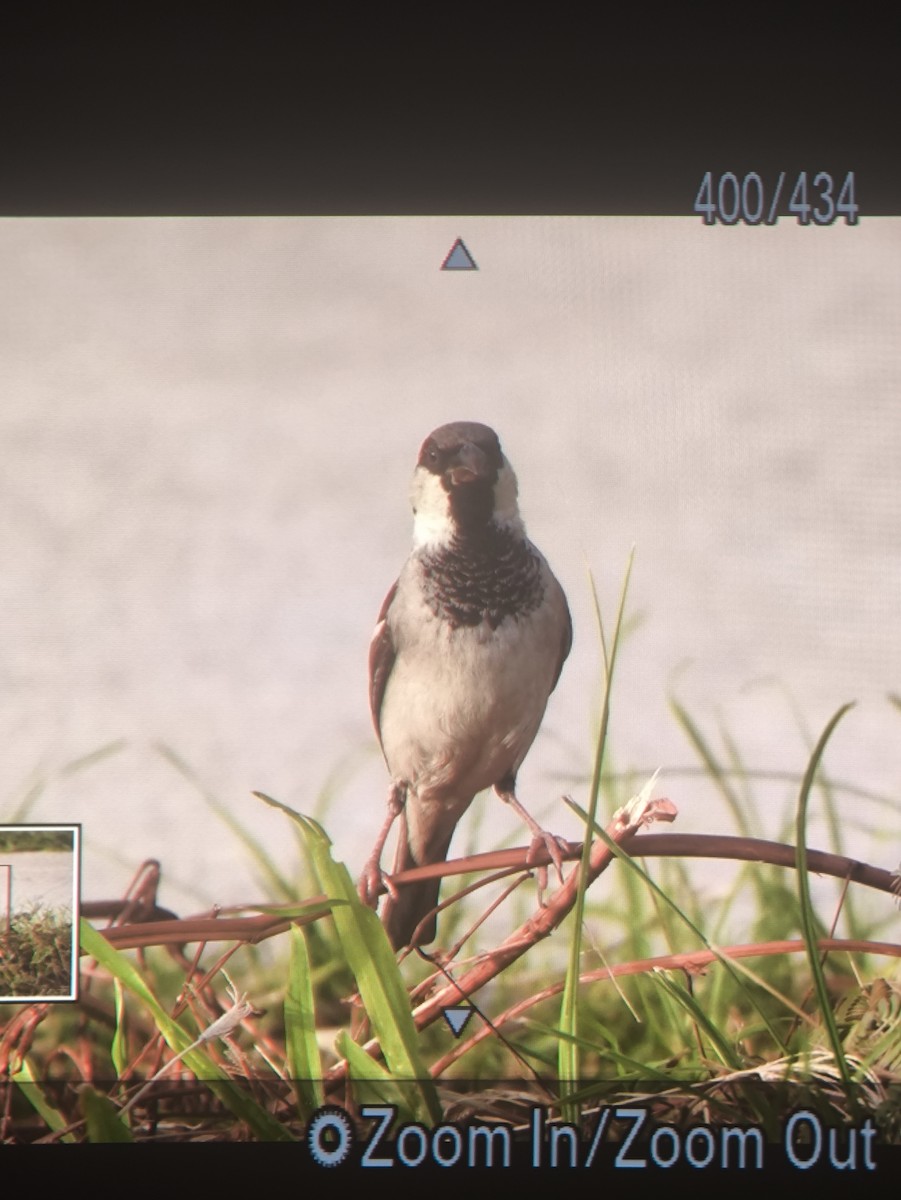 House Sparrow - ML646575639