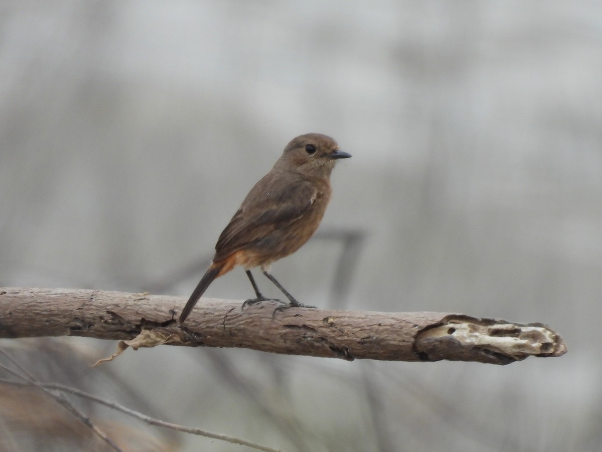 クロノビタキ - ML646575640