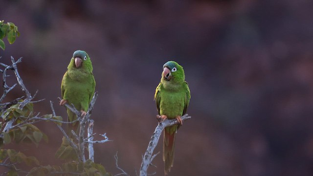 Mavi Alınlı Papağan - ML646575641