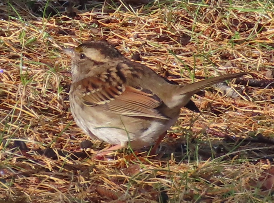 White-throated Sparrow - ML646575643