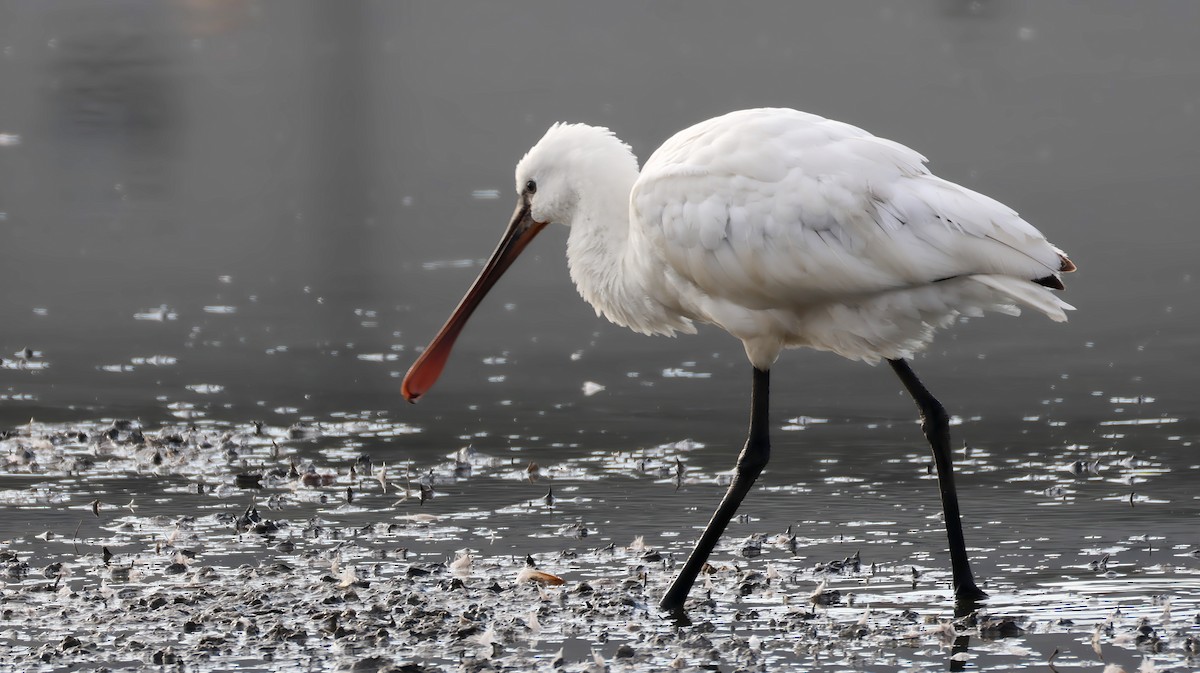 Eurasian Spoonbill - ML646575644