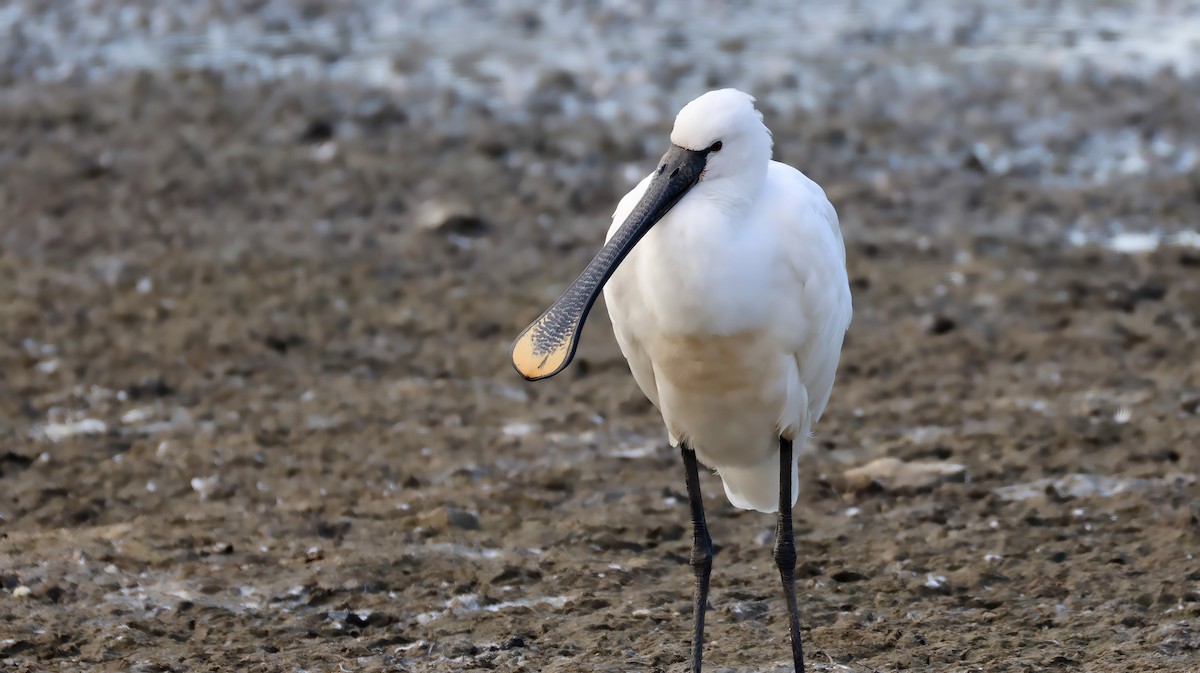 Eurasian Spoonbill - ML646575645